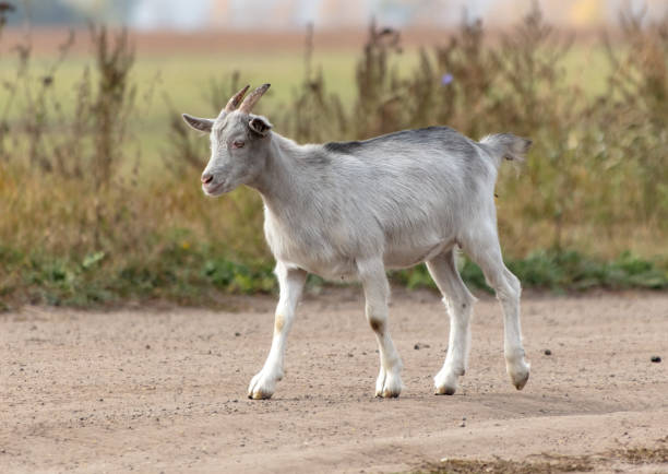 istock A goat walks along a dirt road to a pasture 2150004171
