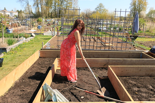A Fijian woman digging in a garden box in a Community Garden. She is wearing long brown hair, makeup, a long red sleeveless dress and using a shovel.