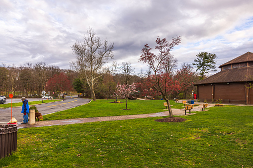 New Jersey. USA. 04.05.2024. Beautiful view of the park with benches for relaxing with magnolias blooming in spring.