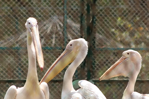 The great white pelican, also known as the rosy pelican or eastern white pelican, is a large white waterbird with a wingspan of up to nine feet. It is the second largest pelican in the world, and is native to southeastern Europe, Africa, and western Asia. Captured this bird while travelling in Indroda Park.