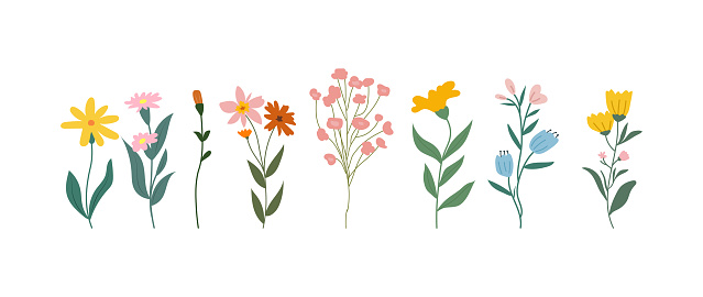 A collection of colorful spring flowers in soft colors, botanical species in flat design style, nature floral bloom decorative elements. Vector illustration.