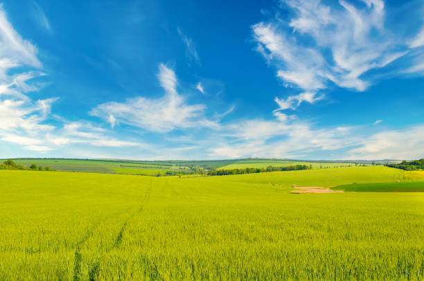 istock Green wheat field and blue sky. 2150005490