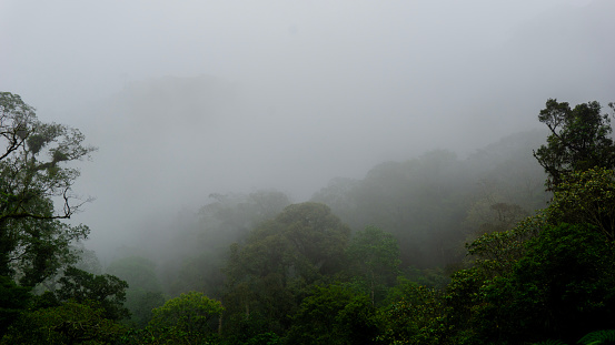 Green trees in the forest with fog and mountains in the background