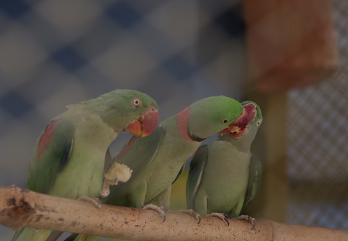 Captured this beautiful picture of beautiful cute parrots sitting on a branch and eating food when I was travelling in Indroda Park in the afternoon. These birds were locked in a cage and the parrots were having food.