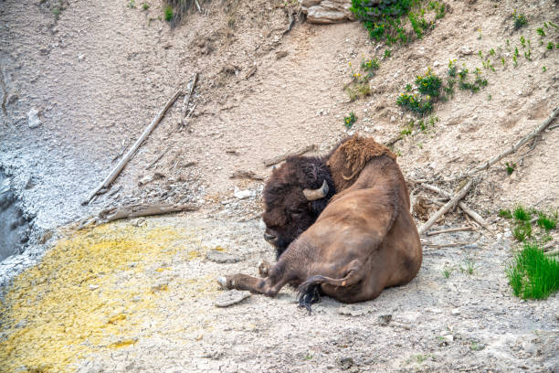 Bisons in the Yellowstone national park.