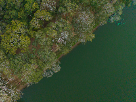 The trees located by the lake were photographed from above