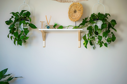 Wall whit shelf and plants. No people