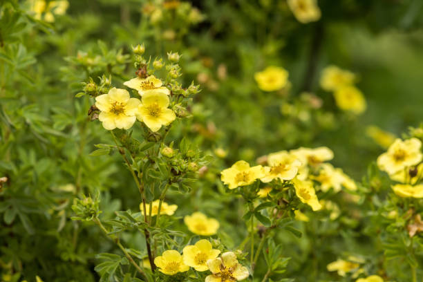 istock Yellow flowers on a green vegetative background. 2150009015