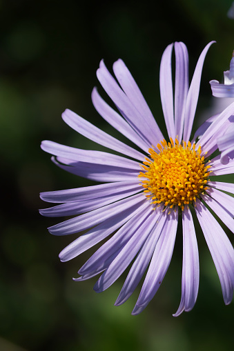 Symphyotrichum novae-angliae is a species of flowering plant in the daisy family (Asteraceae) commonly known as New England aster, hairy Michaelmas-daisy, or Michaelmas daisy. Aster flower, close-up.