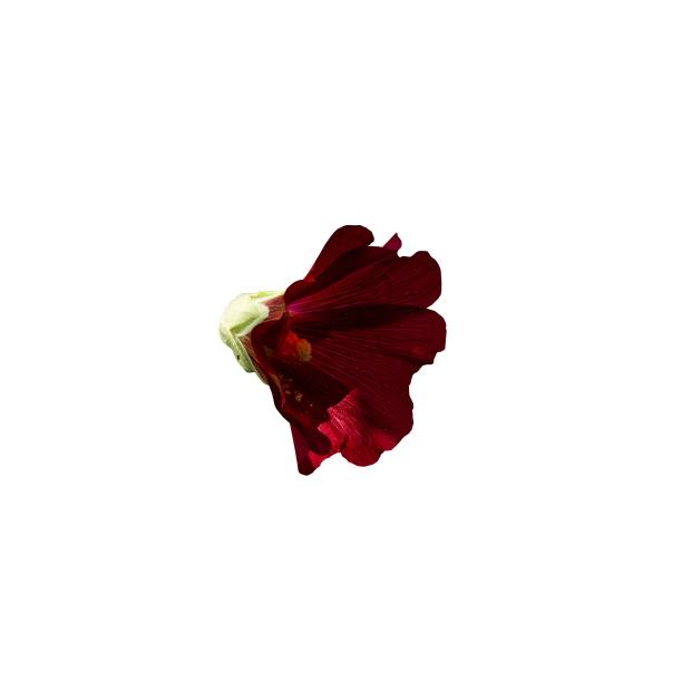 A single, bold, red flower stands out against a white backdrop.