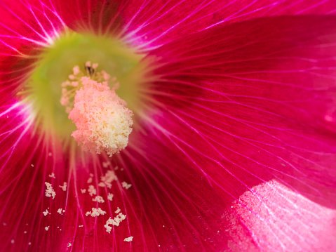 Pink mallow flower, closeup. Flower pollen on a petal.