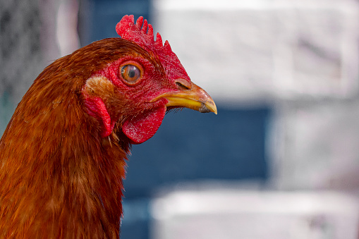 A chicken is illuminated in natural light, its red comb and golden feathers contrasting with the shadowed background.