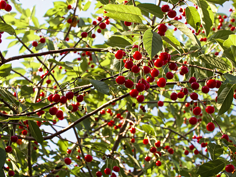 Bright red cherries dangle from their stems amidst lush green foliage, capturing the essence of a fruitful harvest season.