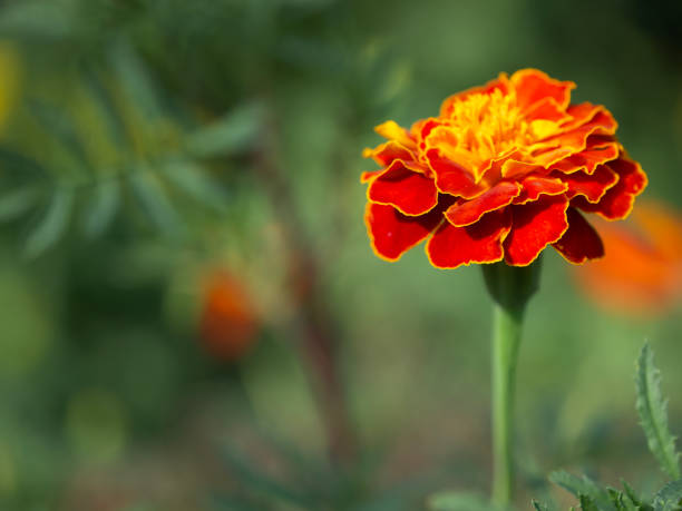 istock Marigold flower on a blurry background, macro photo. 2150009346