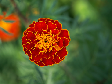 One large marigold flower, close-up shot, top view.