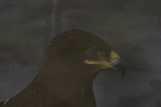 Portrait of a Steppe Eagle against a black background. RAW-file developed with Adobe Lightroom.