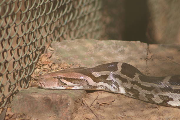 Snakes are limbless reptiles with long, slender bodies and tails, and overlapping scales. They are part of the order Squamata and the suborder Serpentes, and are related to lizards. Snakes are ectothermic, amniote vertebrates that can be found on every continent except Antarctica, Iceland, Ireland, Greenland, and New Zealand. They can live in a variety of environments, including marine, arboreal, and subterranean.