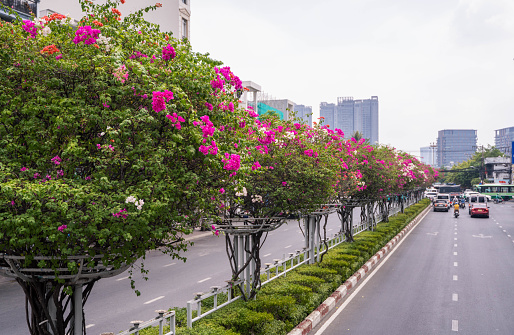 Beautiful landscape of Ho Chi Minh city, street with tabebuia rosea flower tree