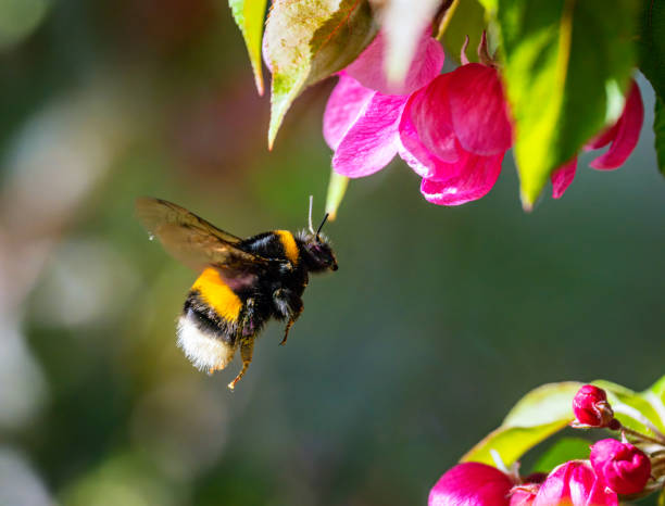 istock Macro of a flying bumblebee 2150010186