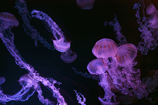 Group of Jellifish South american sea nettle, Chrysaora plocamia swimming in dark water of aquarium tank with pink neon light. Aquatic organism, animal, undersea life, biodiversity