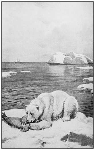 Antique image: Polar Bear