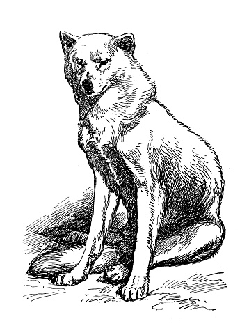 Antique image: Eskimo Dog