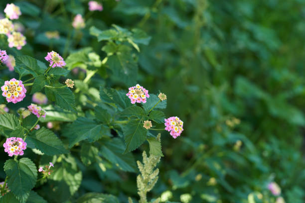 Flowers in the garden, Greece