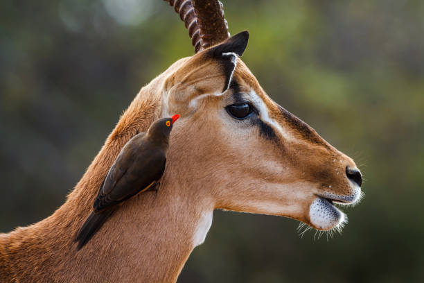 istock Common Impala in Kruger National park, South Africa 2150014070