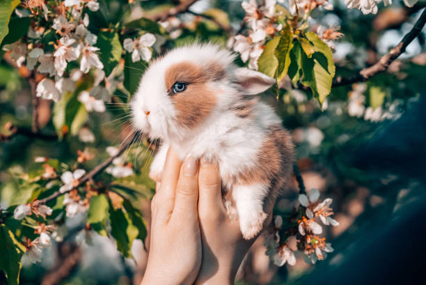 istock Cute little baby rabbit in hands on blooming spring tree background. Easter bunny symbol. 2150014211