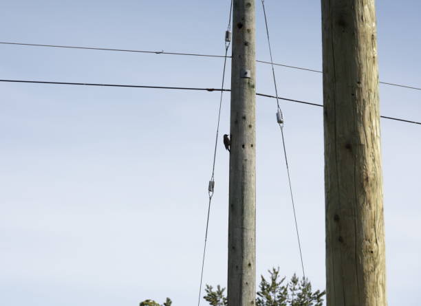 Picidae family. \nA Northern Flicker drills on a telephone pole along a green belt in Surrey, British Columbia.  Spring morning in Metro Vancouver.