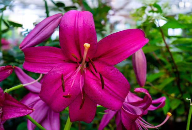 Beautiful flowers pink lilies. Floral natural summer background.
