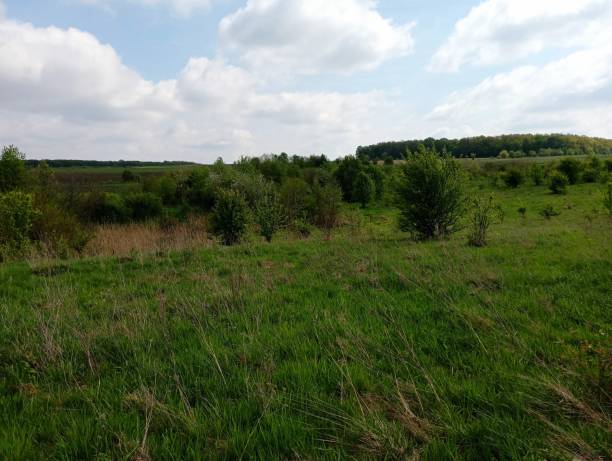 istock The field is covered with green grass on which individual fruit trees grow. Beautiful spring landscape with mature young trees under a blue sky. 2150015258