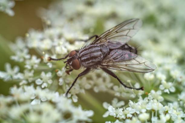 istock fly sitting on flowers in summer on a macro scale 2150015818