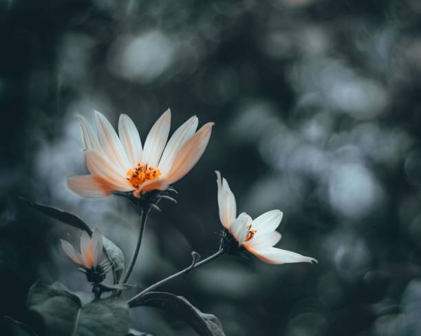 beautiful orange-white flowers on a blue blurred background