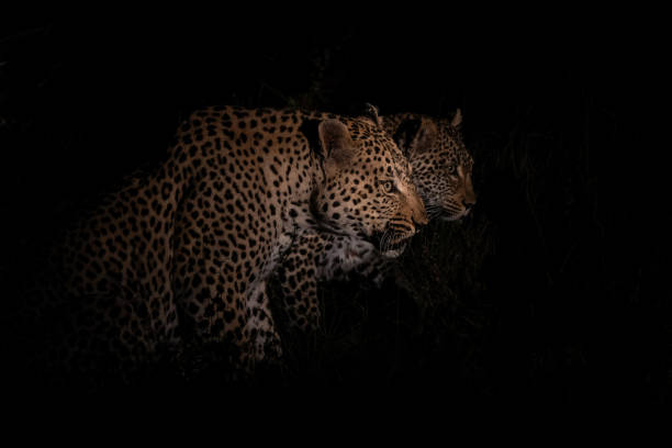 istock Leopard couple in Sabi Sands Game Reserve 2150016176