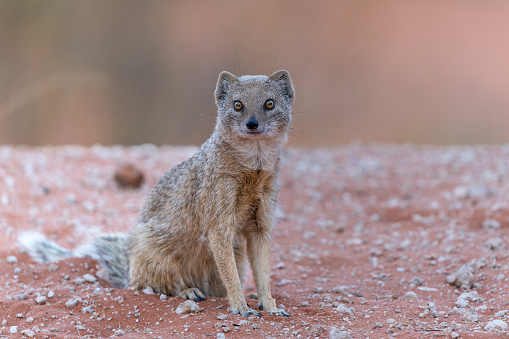The yellow mongoose (Cynictis penicillata) sitting and looking around for food in the Kalahari in South Africa