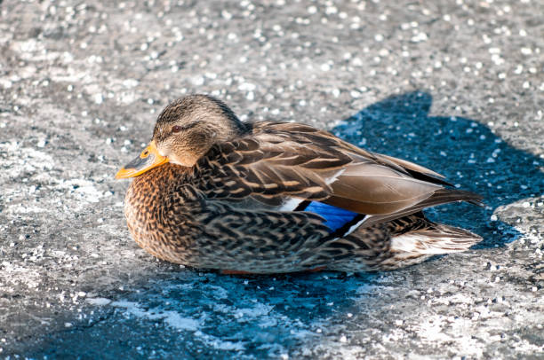 One duck by the saint Lawrence river on a cold winter day.