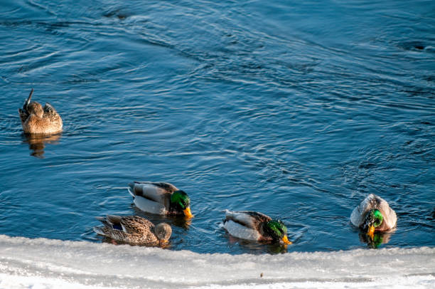 Five ducks swimming in the saint Lawrence river on a cold winter day.