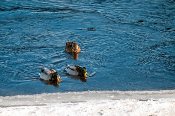 Three ducks swimming in the saint Lawrence river on a cold winter day.