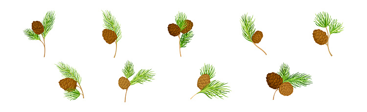Cedar Branch with Evergreen Needle-like Leaves and Barrel-shaped Brown Seed Cones Vector Set. Conifer Tree Twig