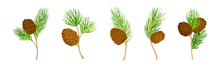 Cedar Branch with Evergreen Needle-like Leaves and Barrel-shaped Brown Seed Cones Vector Set. Conifer Tree Twig