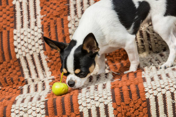 Chihuahua dog sniffing a green apple