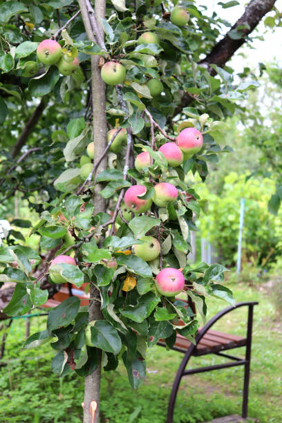 istock A branch with red ripe Uslada apples in a summer garden 2150017451