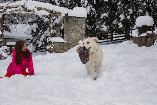Young playful golden retriever and a little girl enjoy playing in the snow. The dog runs away with her stolen knitted hat