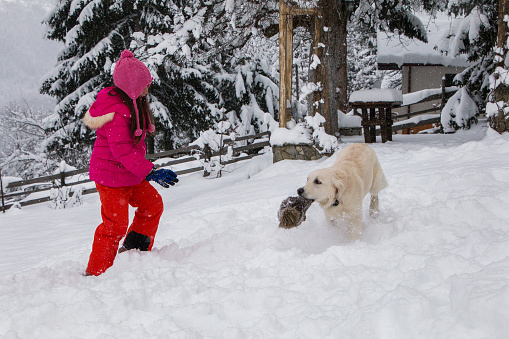 Young playful golden retriever and a little girl enjoy playing in the snow. The dog runs away with her stolen knitted hat
