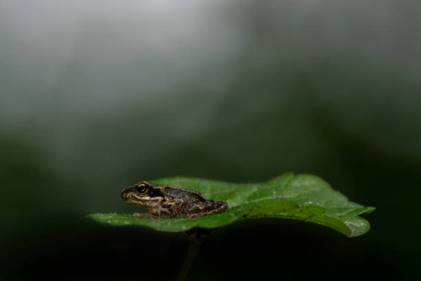istock A little Frog on a green leaf 2150017850
