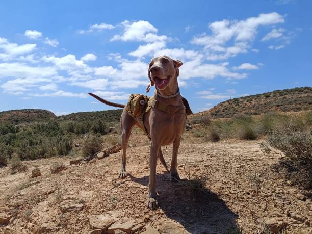 istock Weimaraner in Bardenas Reales 2150018127