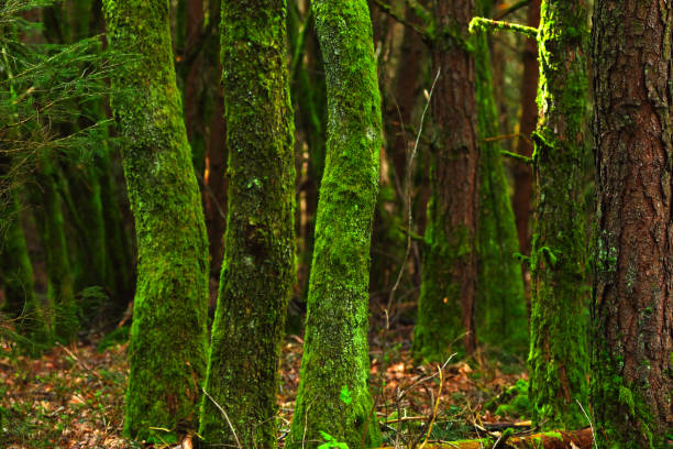 Mossy tree trunks in the forest on a foggy daymoss on a tree trunk. Beautiful green background\nMossy tree trunks in the forest. Natural background.
