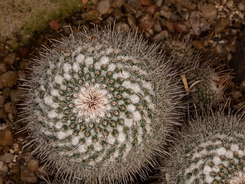 Mammillaria Cactus.