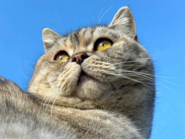 Portrai of cat against blue sky